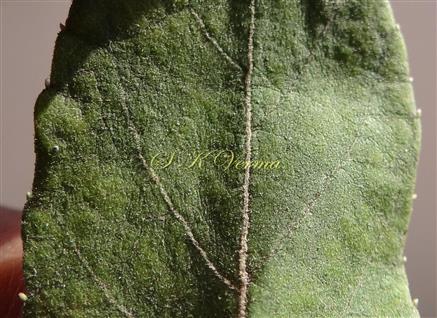  Leaf-Abaxial view